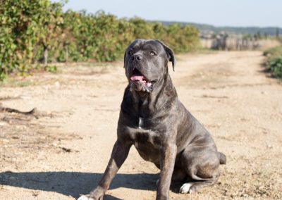 Robustesse et excellente croissance de votre chien