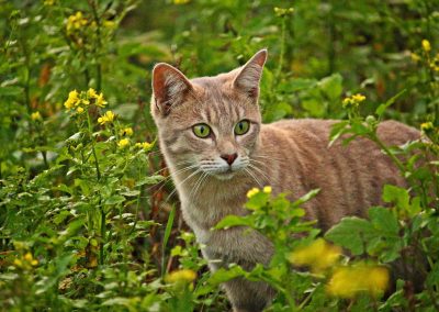 Une alimentation satisfaisant tous les besoins de votre chat