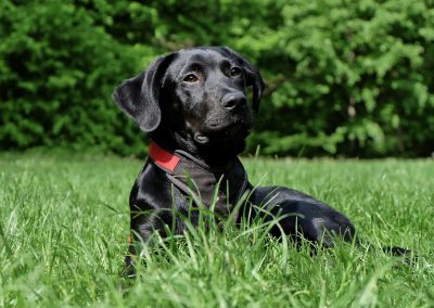 Un chien vif et sportif avec une alimentation saine et de qualité