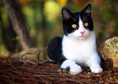 Un chat en pleine santé grâce a une alimentation saine