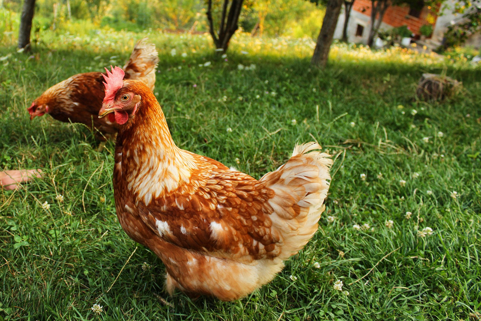 Nos aliments pour poule